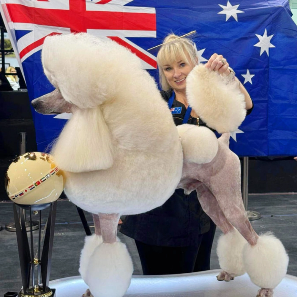Groom Team Australia Poodle in Belgium 2024 - 5th in the world championship