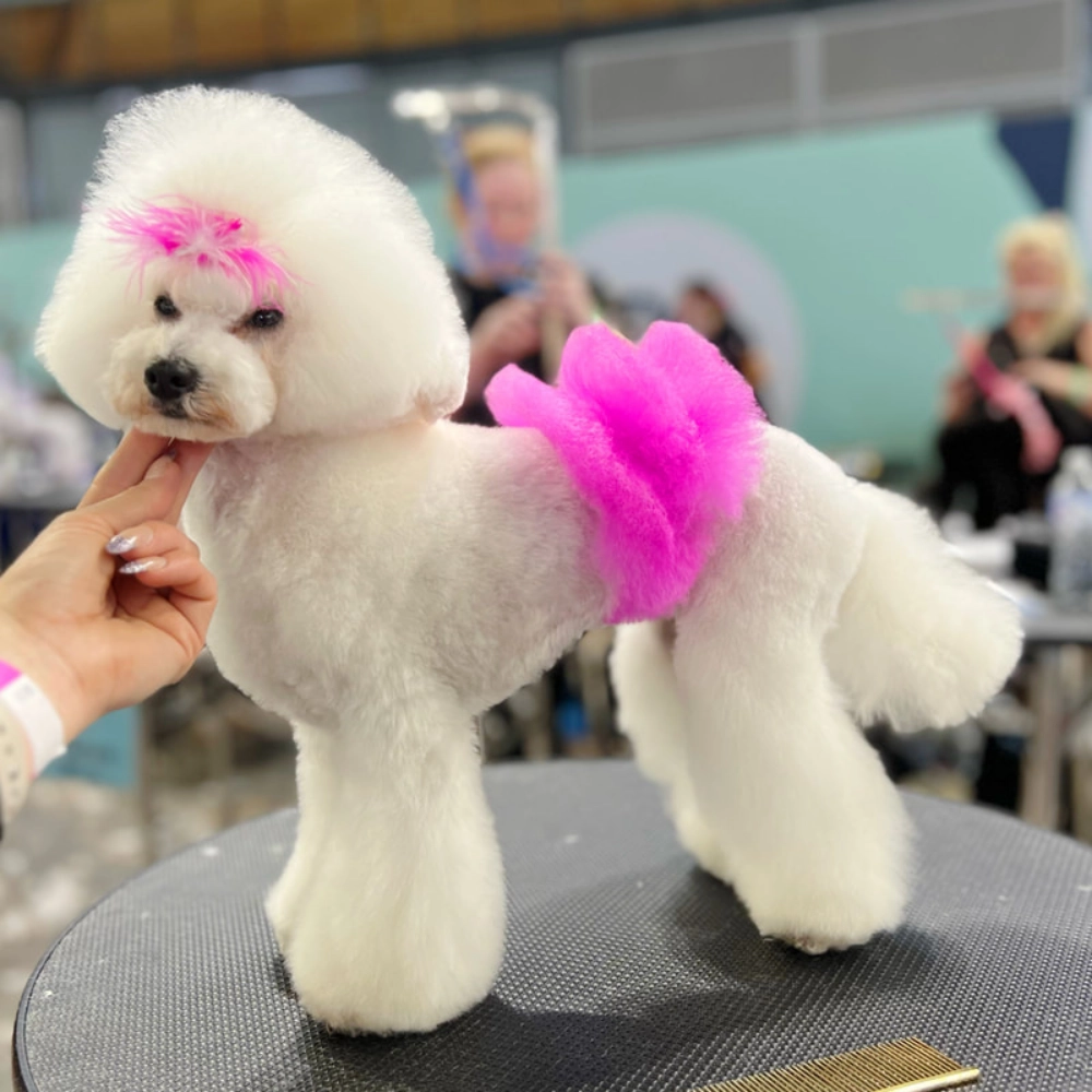 elite-grooming-academy-image-achivement-image-7